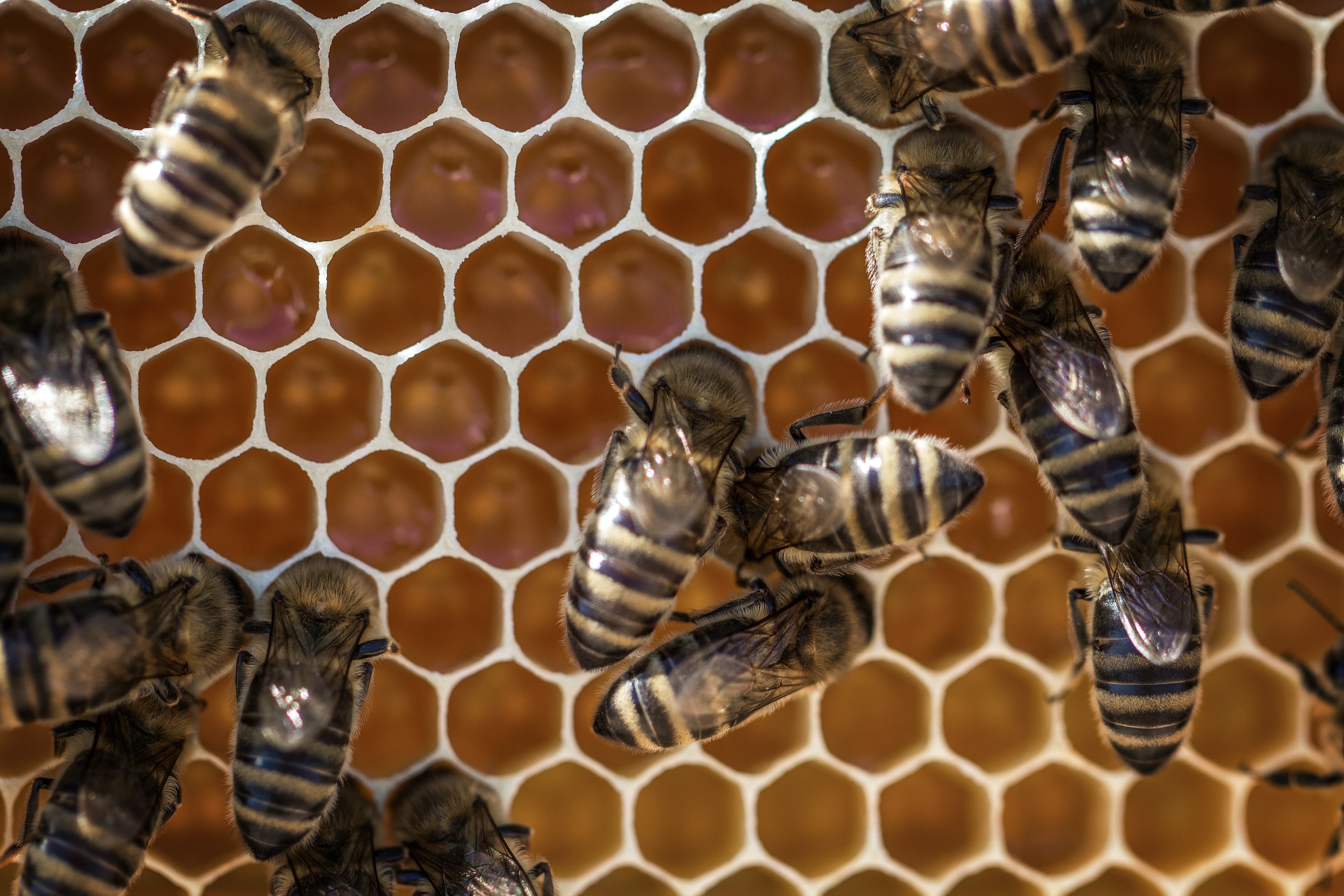 El oro de las abejas: la miel como un superalimento